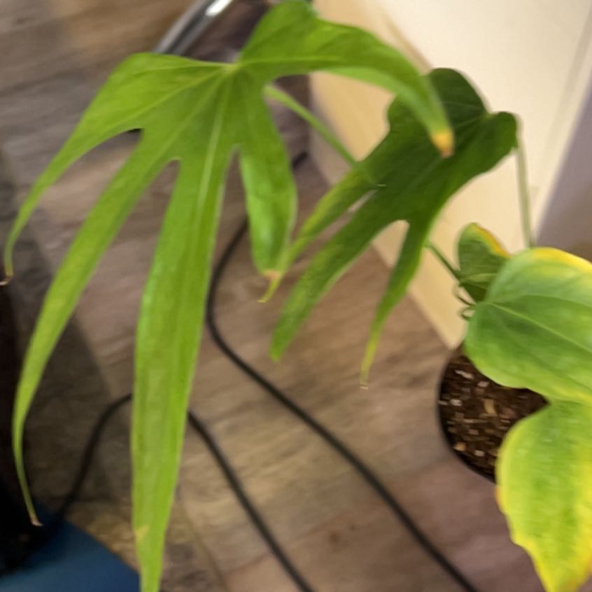 Photo of the plant species Anthurium Fingers by @QuickKalopanax named Grinch Fingers on Greg, the plant care app