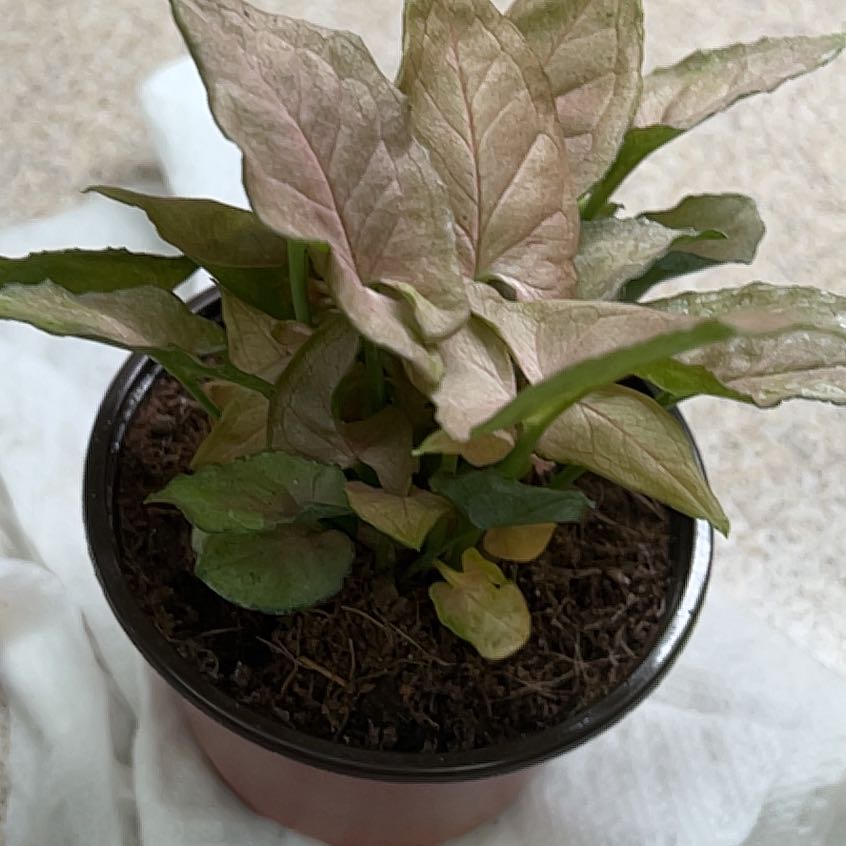 Photo of the plant species Pink Perfection Arrowhead Plant by @QuickKalopanax named Pinkalicious on Greg, the plant care app