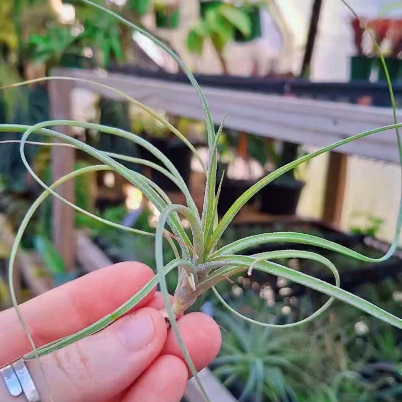 Photo of the plant species Rectifolia Air Plant by @QuickKalopanax named Rexie on Greg, the plant care app