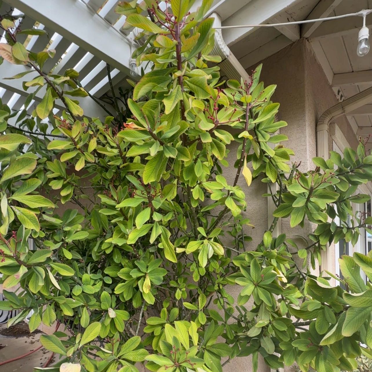Photo of the plant species African Milk Bush by @QuickKalopanax named Eulalie Grantii on Greg, the plant care app