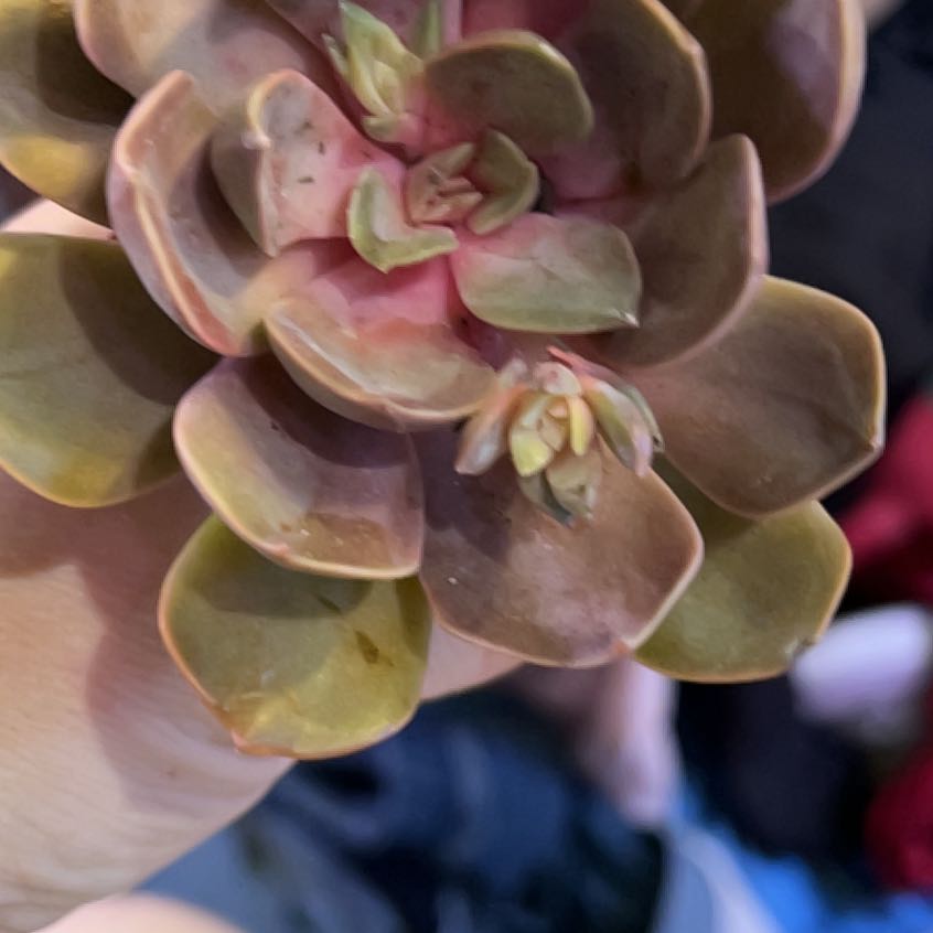 Photo of the plant species Rainbow Echeveria by @QuickKalopanax named Unicornee in bowl on Greg, the plant care app