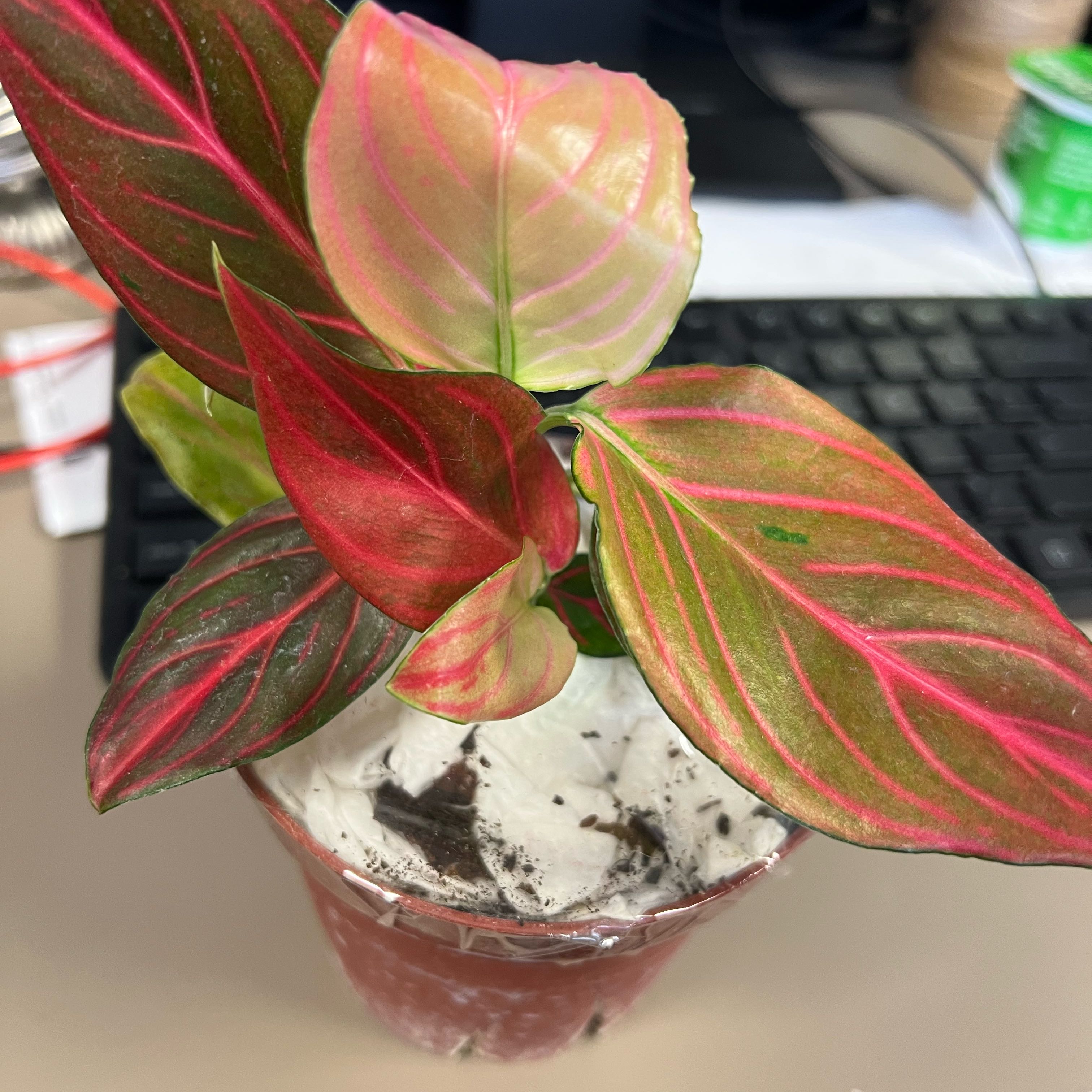 Photo of the plant species Aglaonema commutatum 'Red Vein' by @QuickKalopanax named Baby Gir on Greg, the plant care app