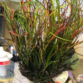 Photo of the plant species Picasso's Paintbrush by @QuickKalopanax named Pablo on Greg, the plant care app