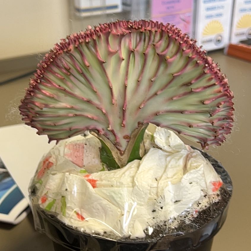 Photo of the plant species Crinum 'Mermaid' by @QuickKalopanax named Barbie on Greg, the plant care app