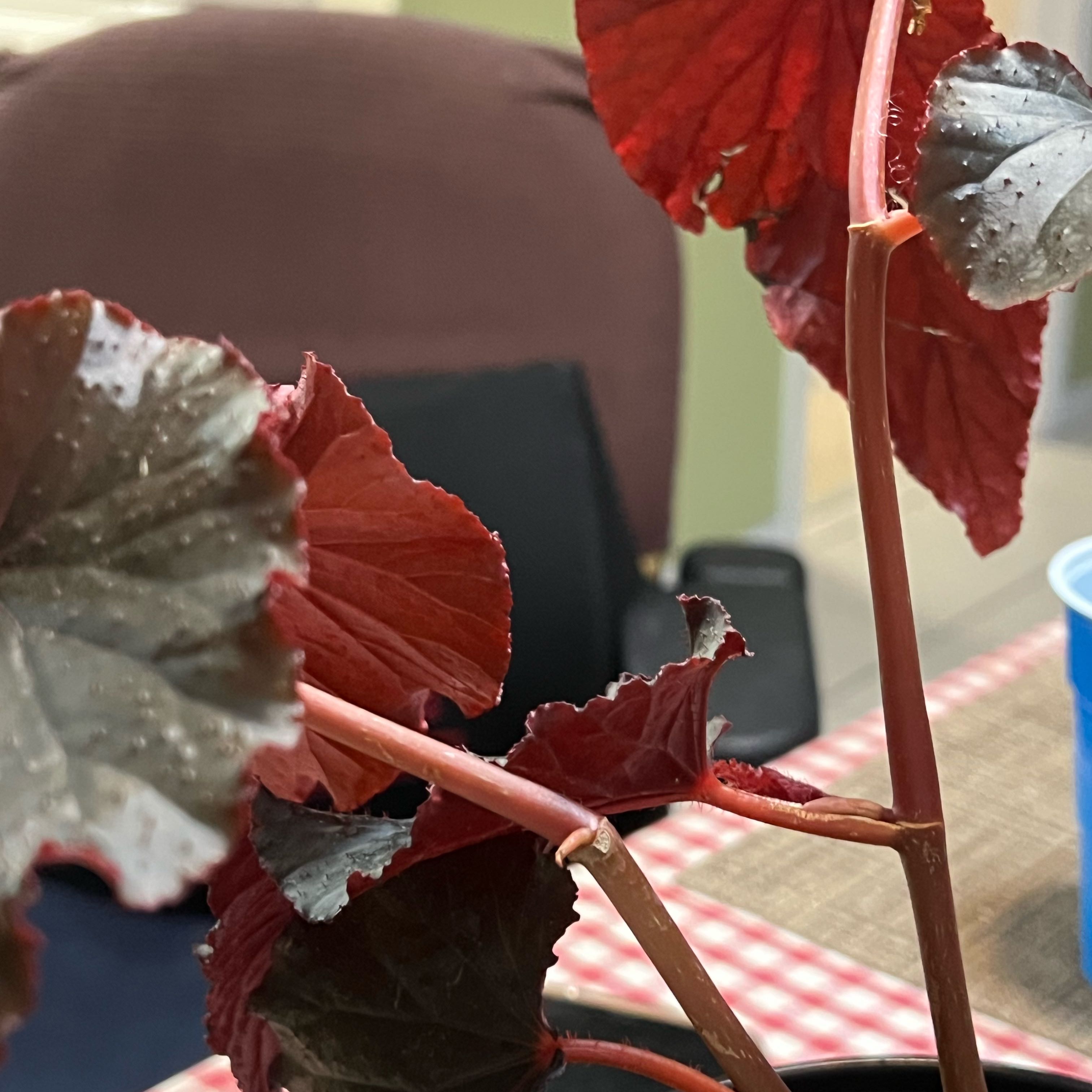 Photo of the plant species Angel Wing Begonia 'Corallina de Lucerna' by @QuickKalopanax named Seraphina on Greg, the plant care app