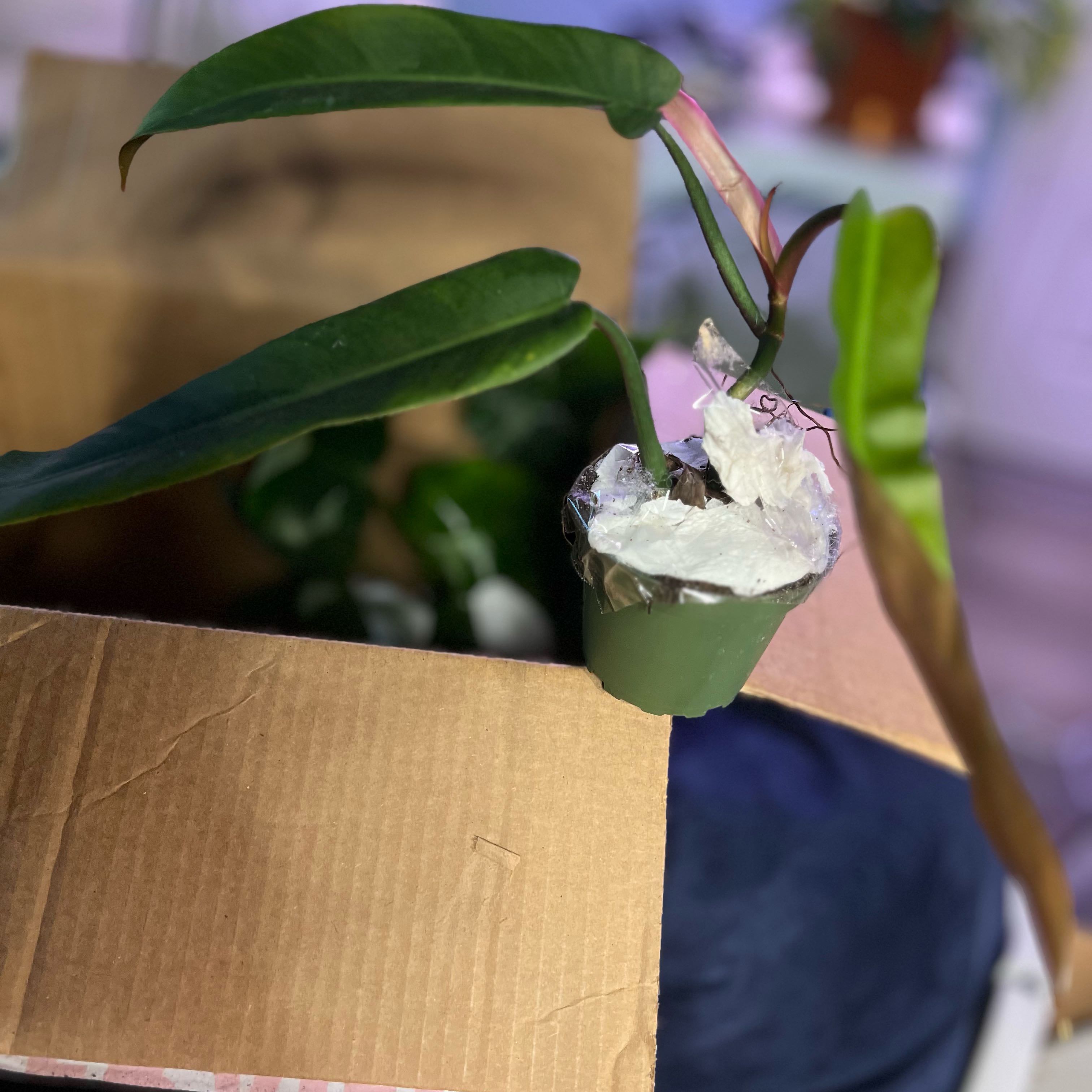 Photo of the plant species Philodendron bicolor by @QuickKalopanax named Bootstrap Billie Boy on Greg, the plant care app