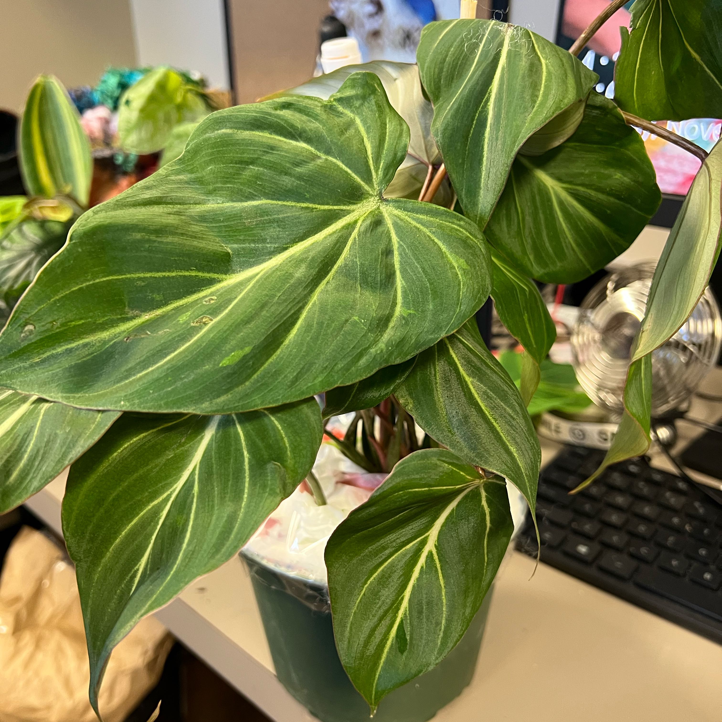 Photo of the plant species Gloriosum Dark Form by @QuickKalopanax named Ginny Weasley, Jr on Greg, the plant care app