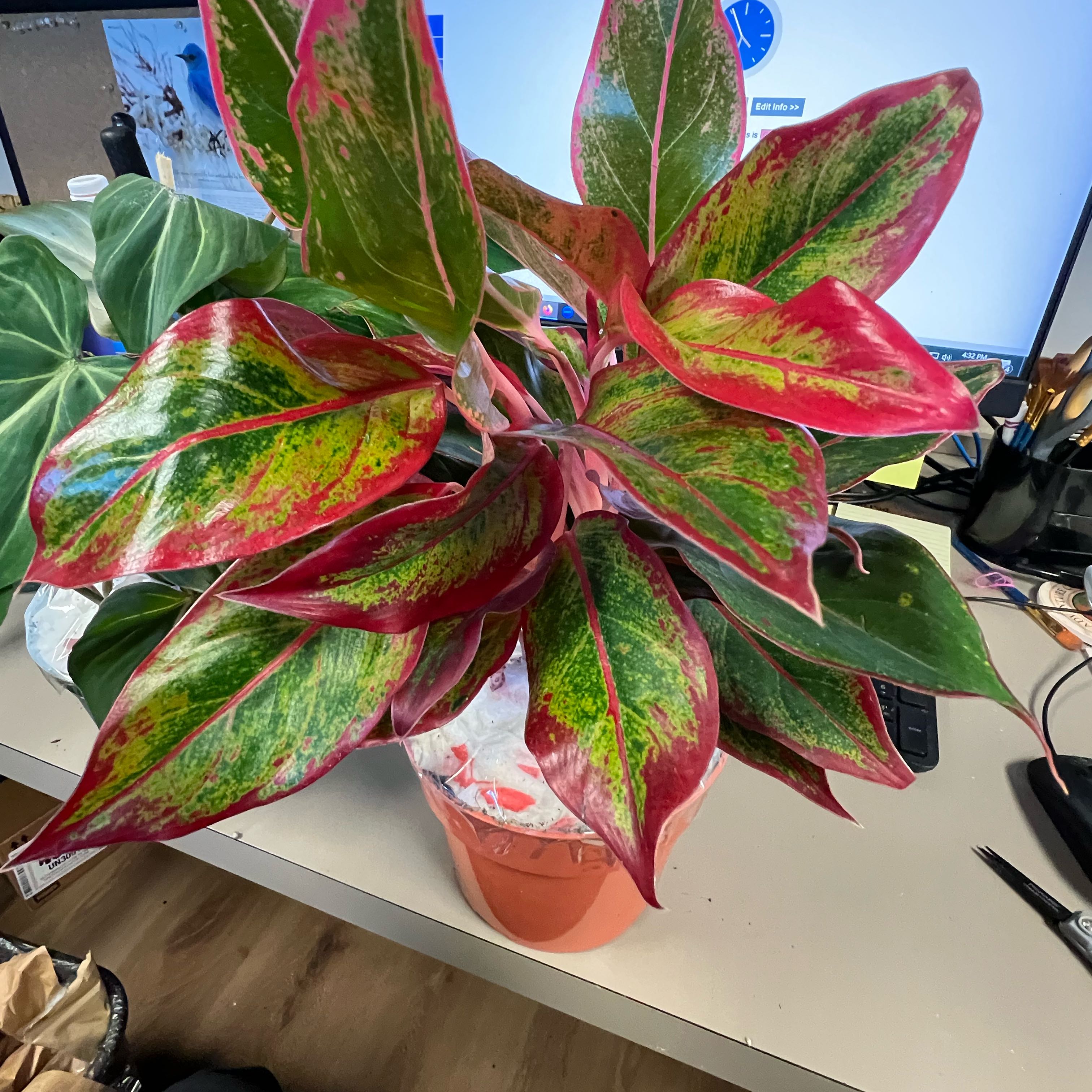 Photo of the plant species Red Chinese Evergreen by @QuickKalopanax named Loretta Lucreta on Greg, the plant care app