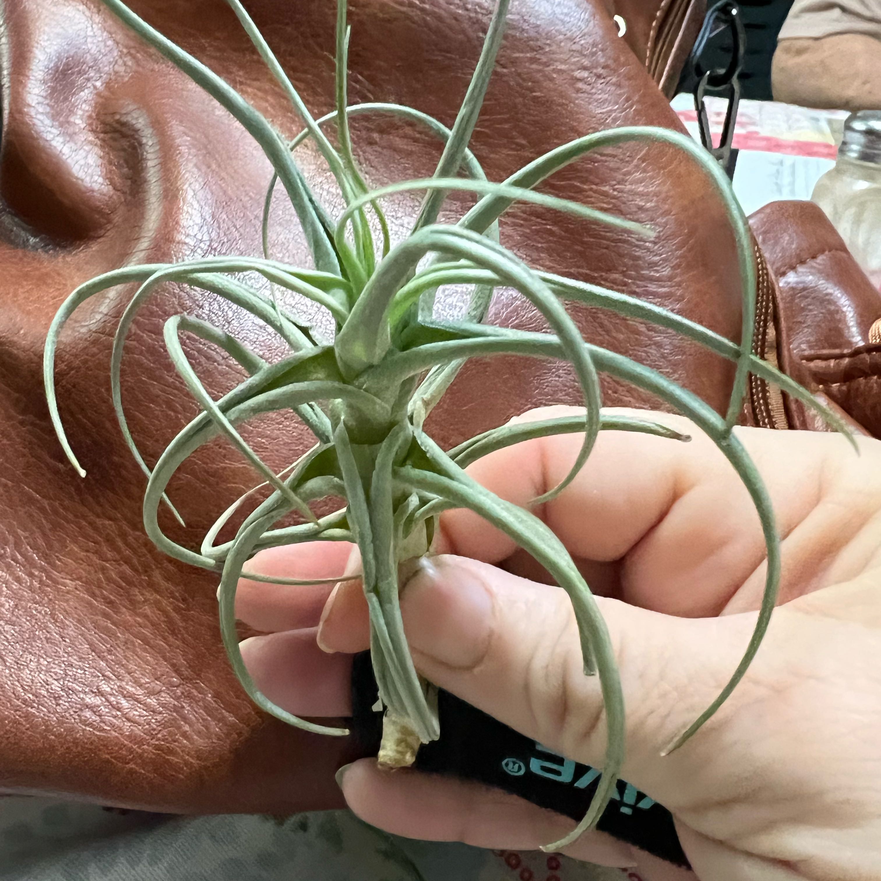 Photo of the plant species Tillandsia Bergeri by @QuickKalopanax named Girlfrond on Greg, the plant care app