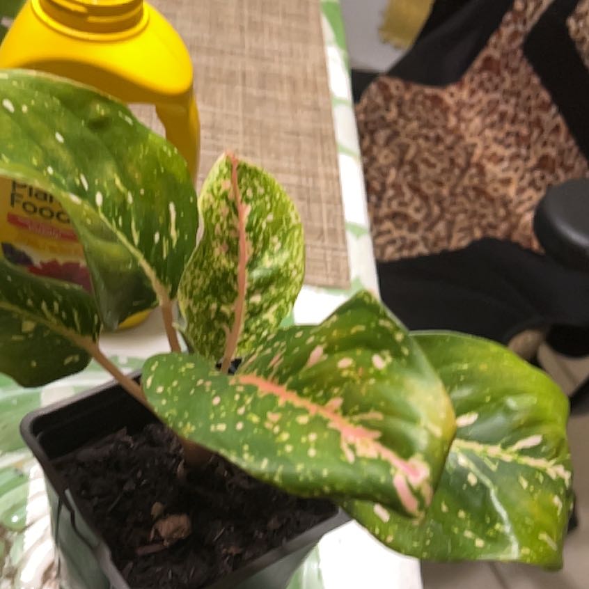 Photo of the plant species Two Tone Moonstone Chinese Evergreen by @QuickKalopanax named Auggie Moonstone on Greg, the plant care app