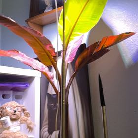 Photo of the plant species Pink Variegated Banana by @QuickKalopanax named Chiquita on Greg, the plant care app
