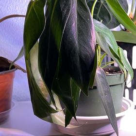 Photo of the plant species Philodendron Spiritus Sancti by @QuickKalopanax named Leoni on Greg, the plant care app