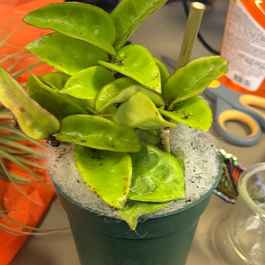 Photo of the plant species Hoya Carnosa Krinkle 8 by @QuickKalopanax named Kringle Kardashian on Greg, the plant care app