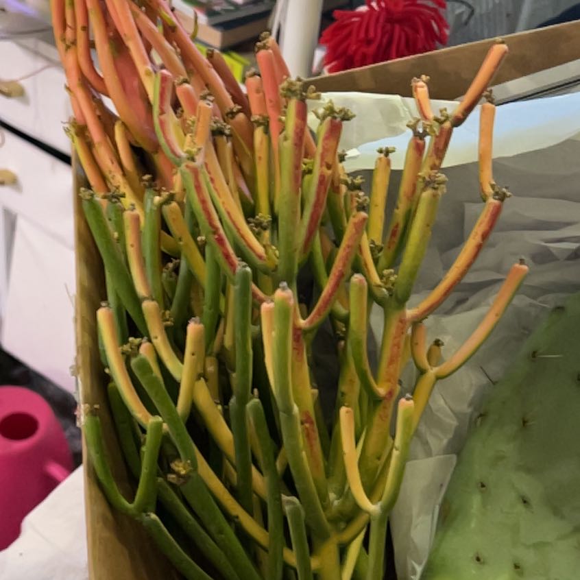 Photo of the plant species Fire Sticks by @QuickKalopanax named El Fuego on Greg, the plant care app