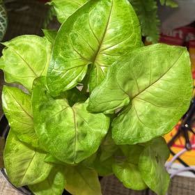 Photo of the plant species Neon Allusion Arrowhead Plant by @QuickKalopanax named Syndy on Greg, the plant care app