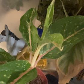 Photo of the plant species Aglaonema 'Night Sparkle' by @QuickKalopanax named Nightingale on Greg, the plant care app