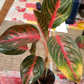 Photo of the plant species Aglaonema 'Red Emerald' by @QuickKalopanax named Emberly on Greg, the plant care app