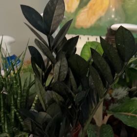 Photo of the plant species ZZ Plant 'Super Nova' by @QuickKalopanax named Raven on Greg, the plant care app