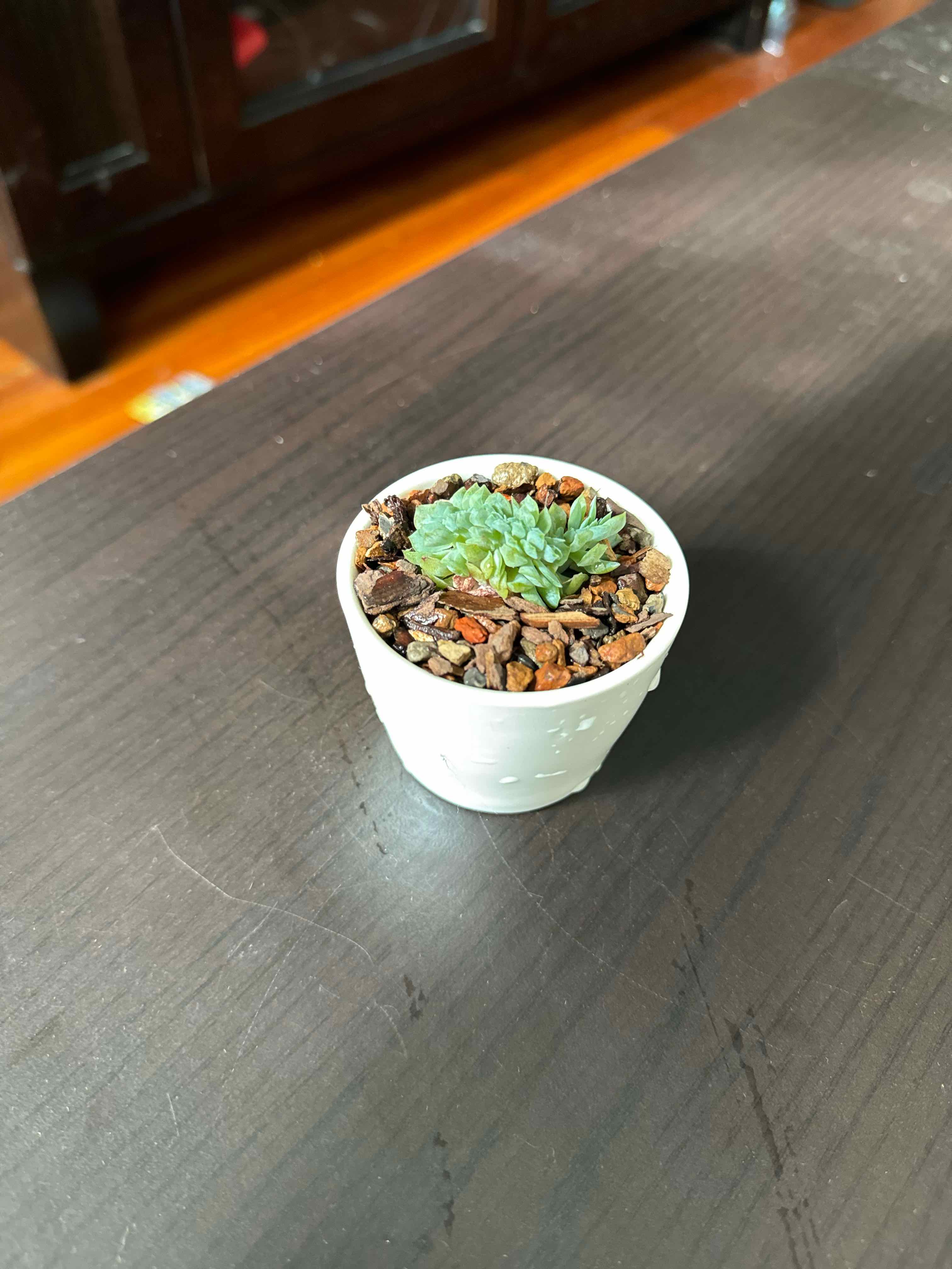 Photo of the plant species Echeveria Gila by @tenderoni named cleopatra on Greg, the plant care app