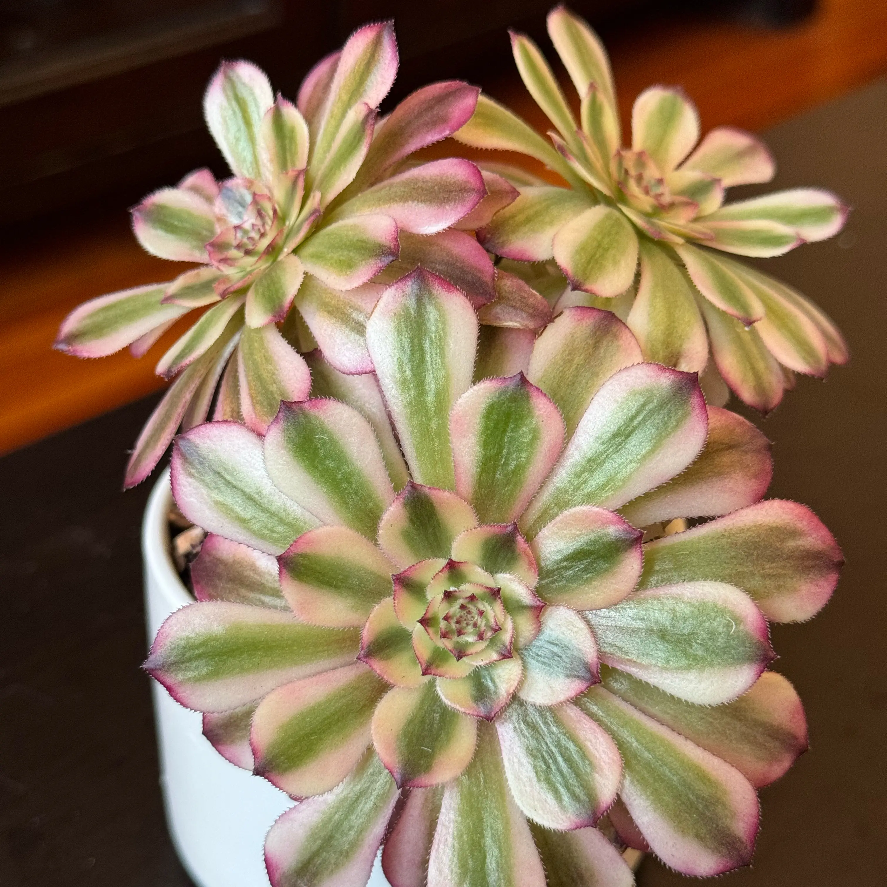 Photo of the plant species Aeonium 'Mardi Gras™' by @tenderoni named beatrice on Greg, the plant care app