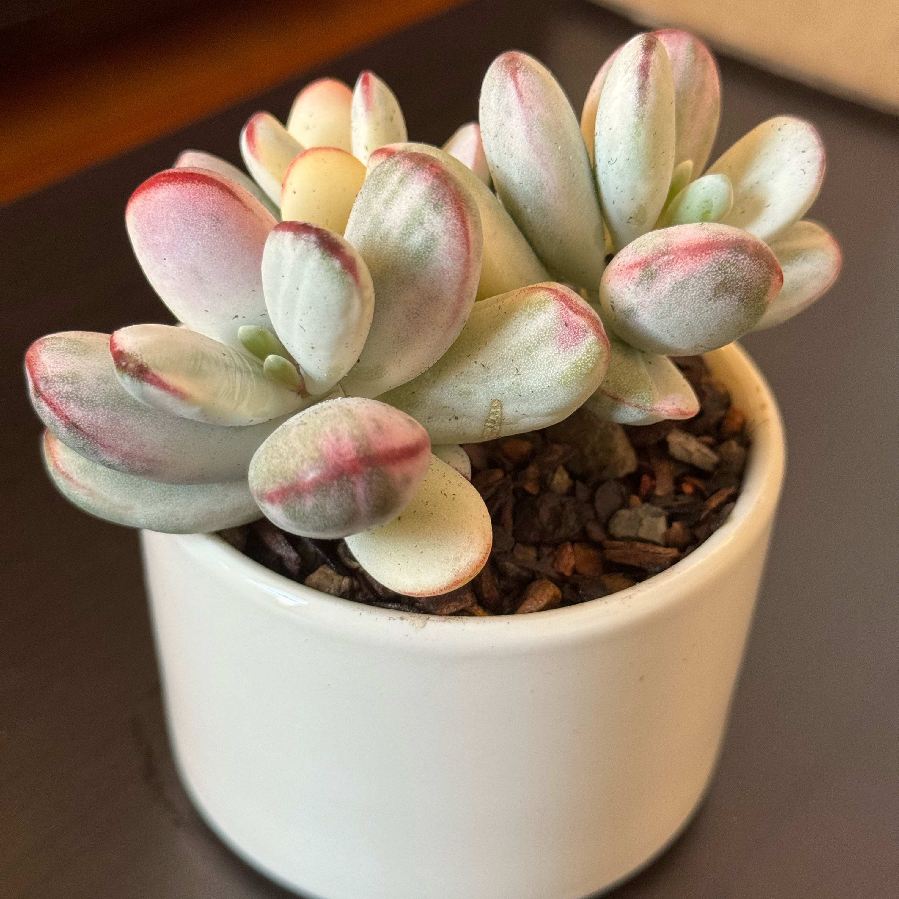 Photo of the plant species Unicorn plant by @tenderoni named charlotte on Greg, the plant care app