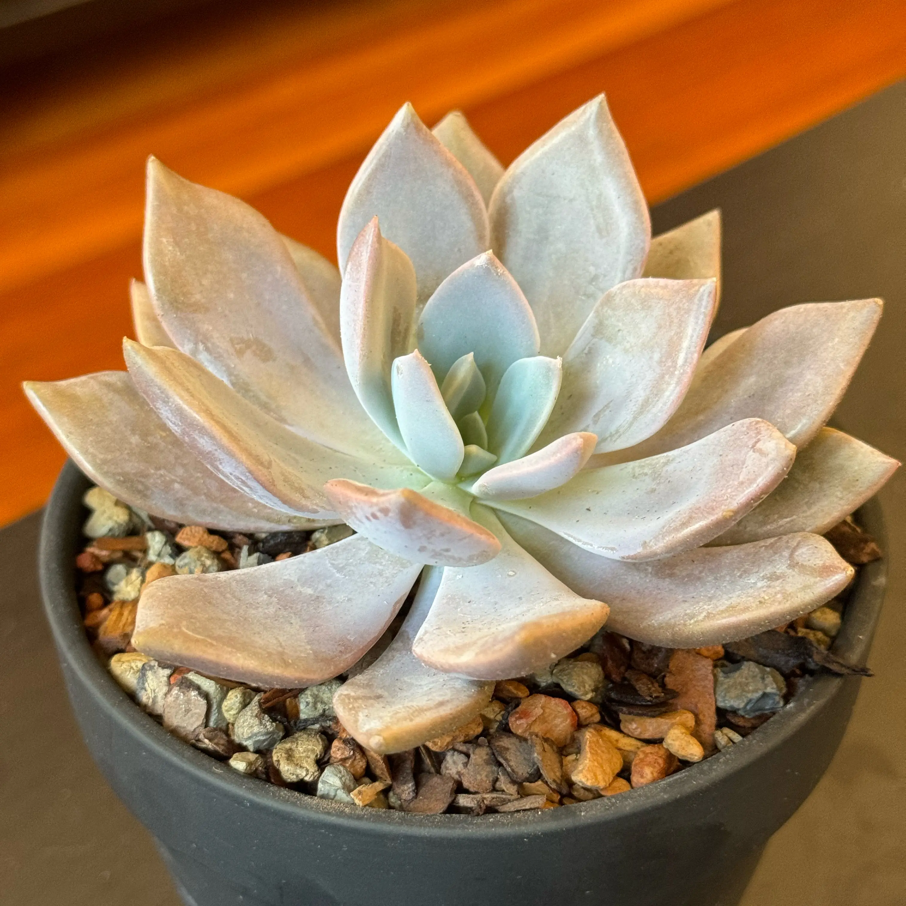 Graptoveria 'Debbie' succulent in a small pot with rocky soil, appearing healthy.