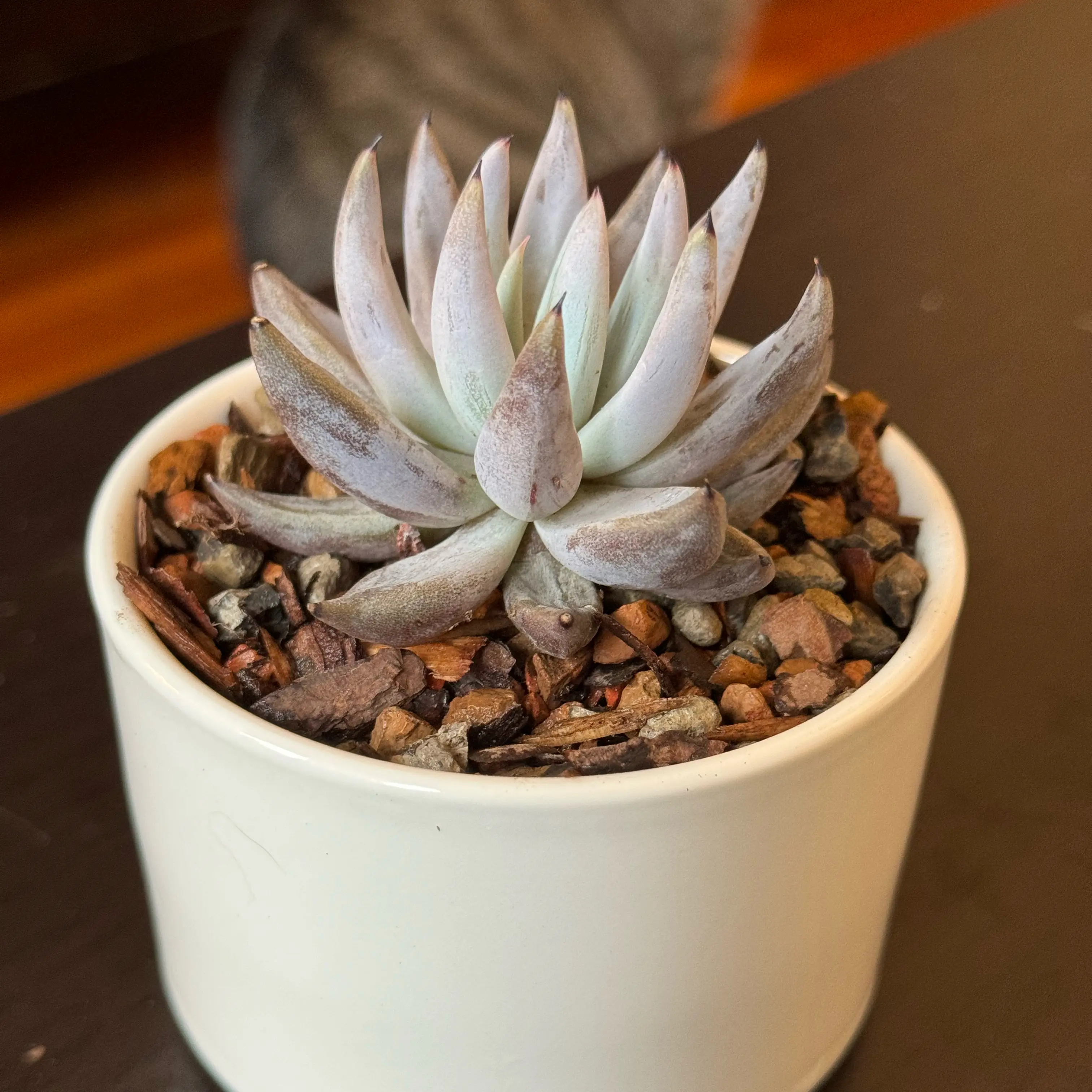 Photo of the plant species Echeveria unguiculata by @tenderoni named isadora on Greg, the plant care app