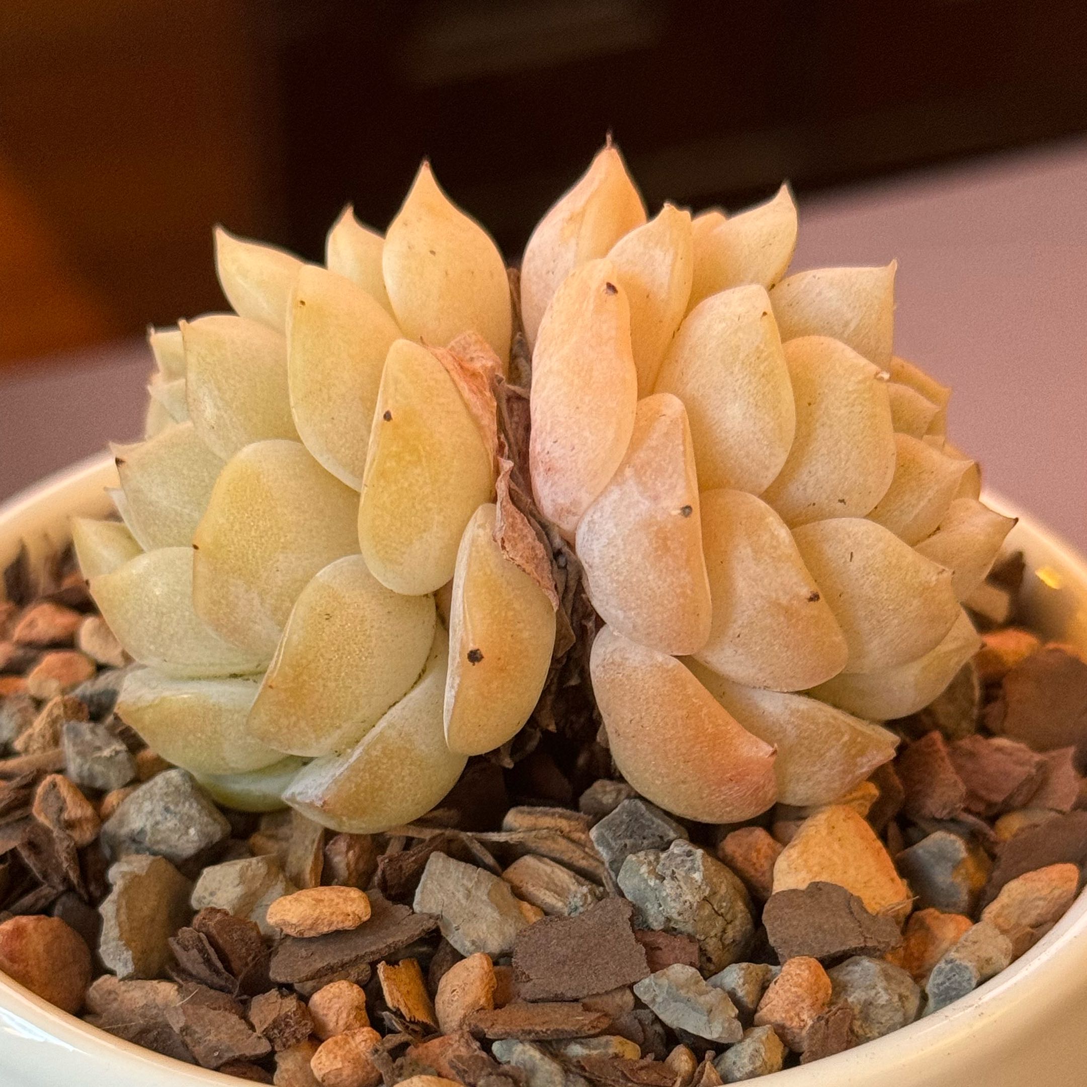 Photo of the plant species White Elegans by @tenderoni named whitney on Greg, the plant care app