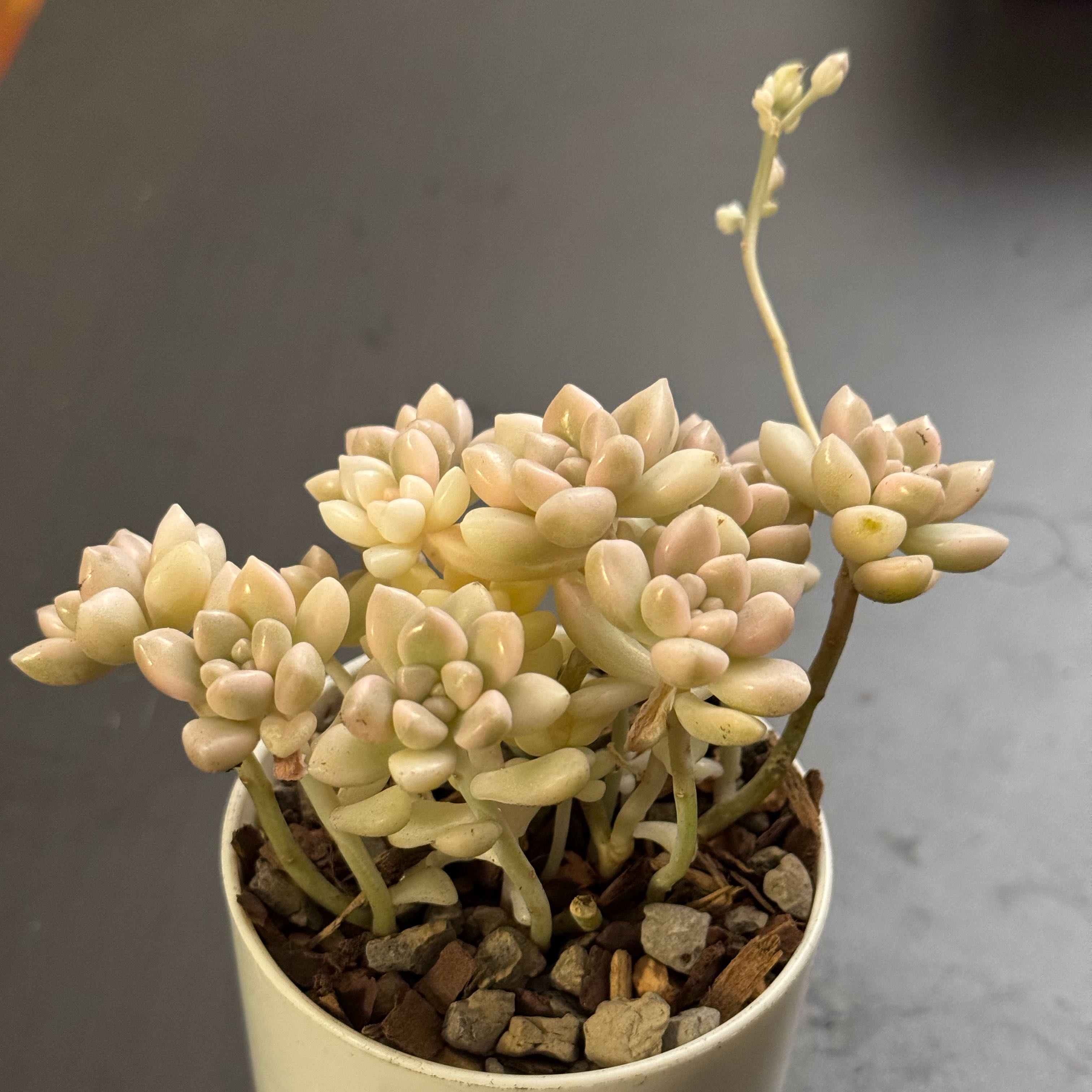 Photo of the plant species Graptopetalum 'Mirinae' by @tenderoni named miriam on Greg, the plant care app