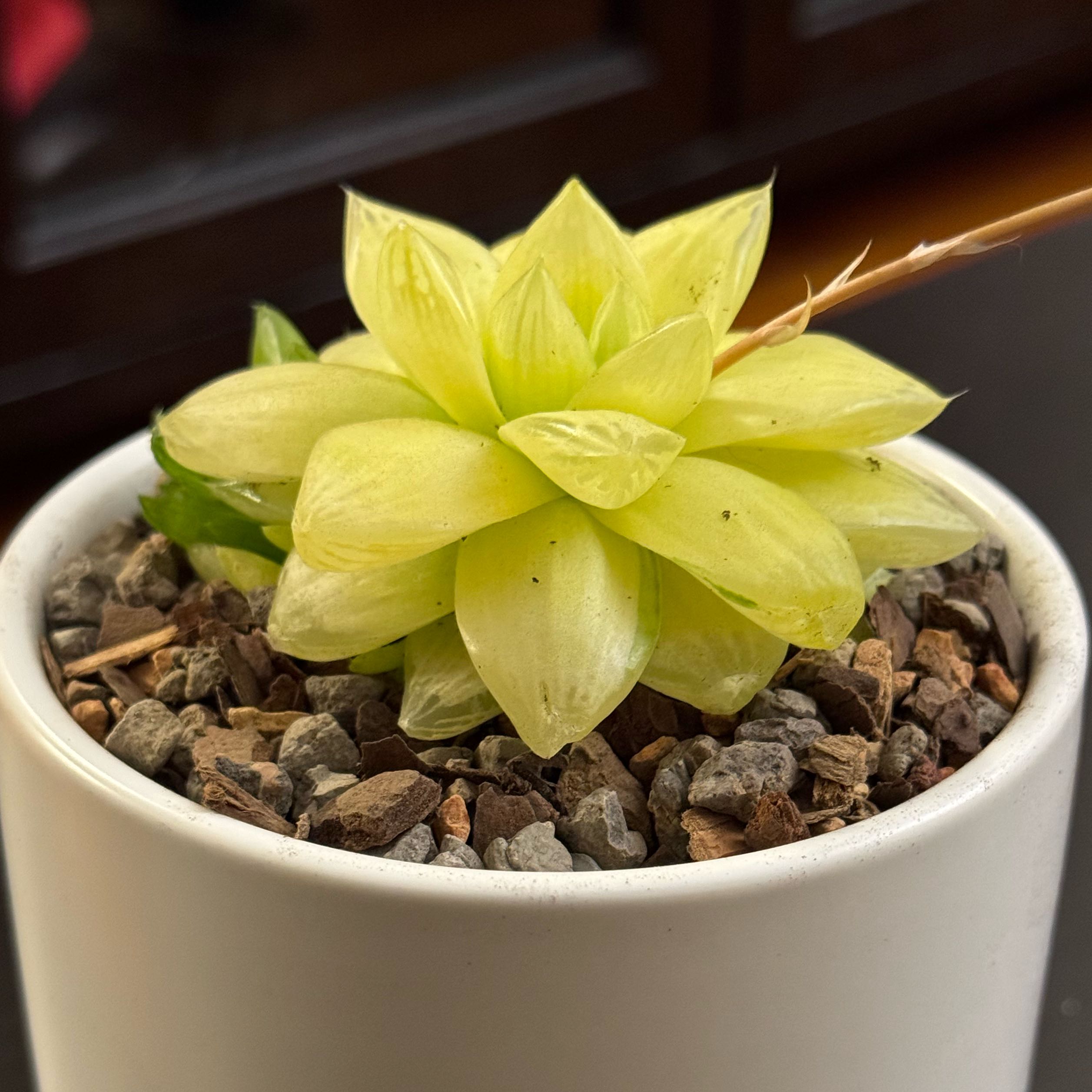 Photo of the plant species Gold Haworthia by @tenderoni named gertrude on Greg, the plant care app