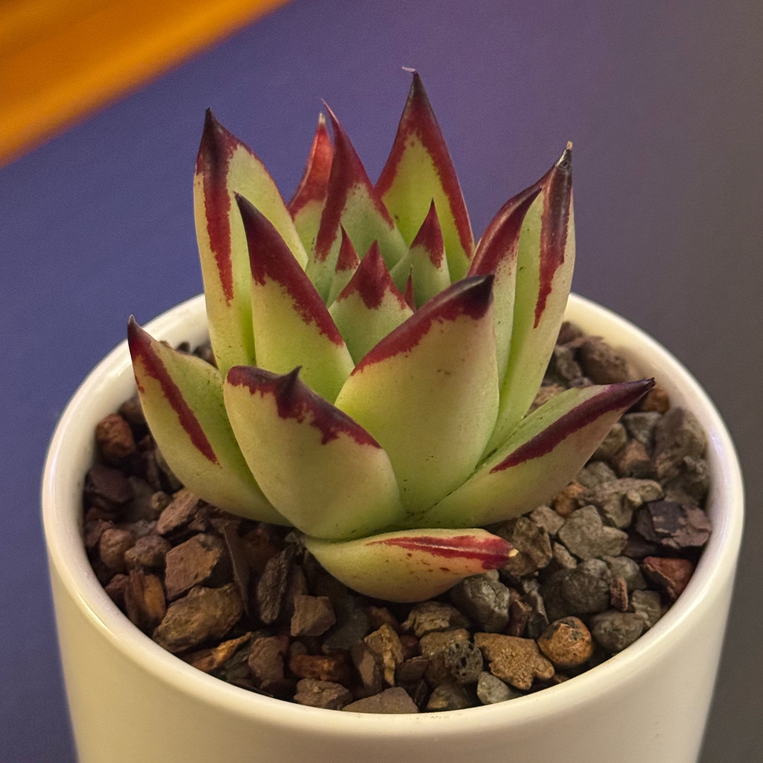 Photo of the plant species Echeveria Ebony by @tenderoni named irene on Greg, the plant care app