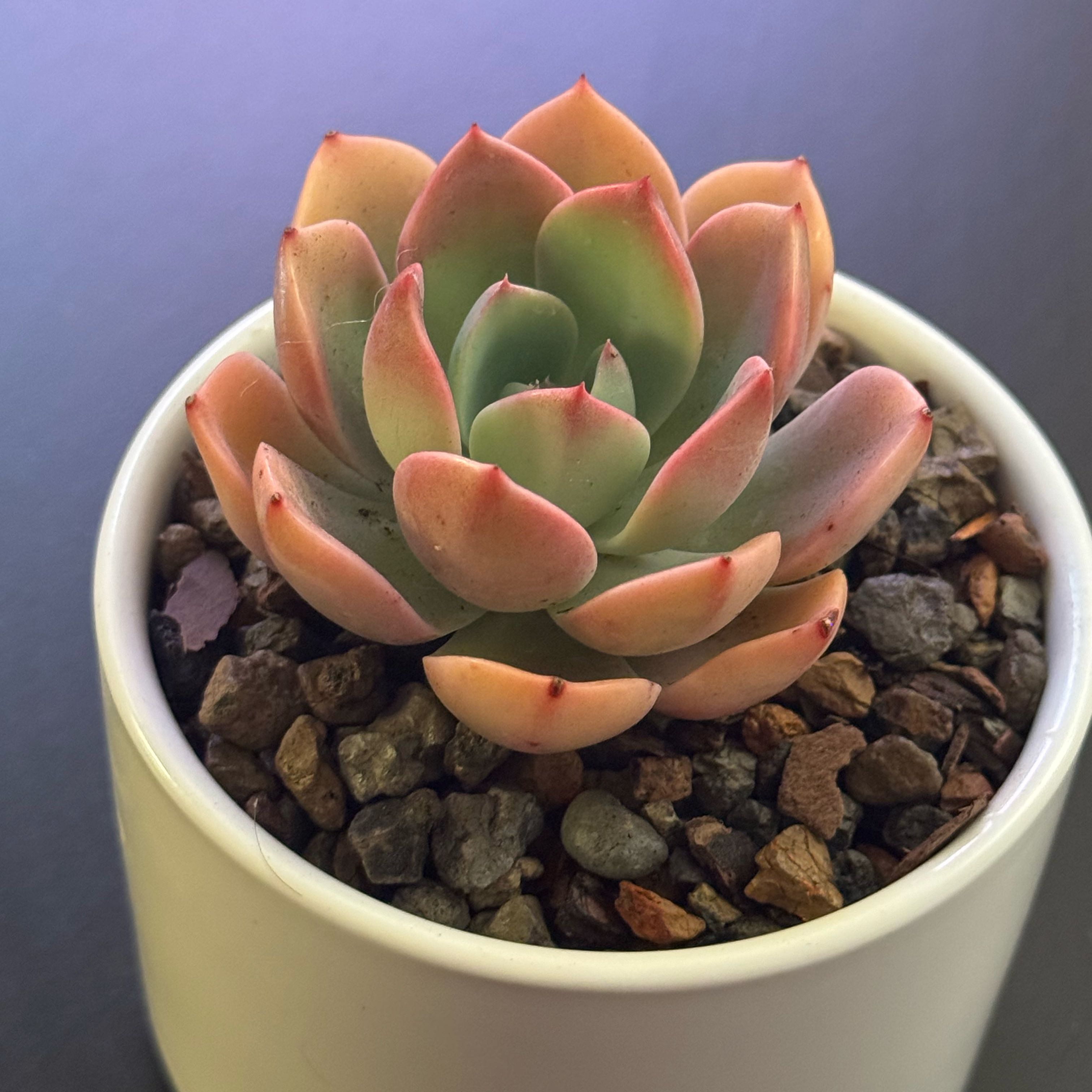Photo of the plant species Echeveria Laulensis by @tenderoni named mildred on Greg, the plant care app