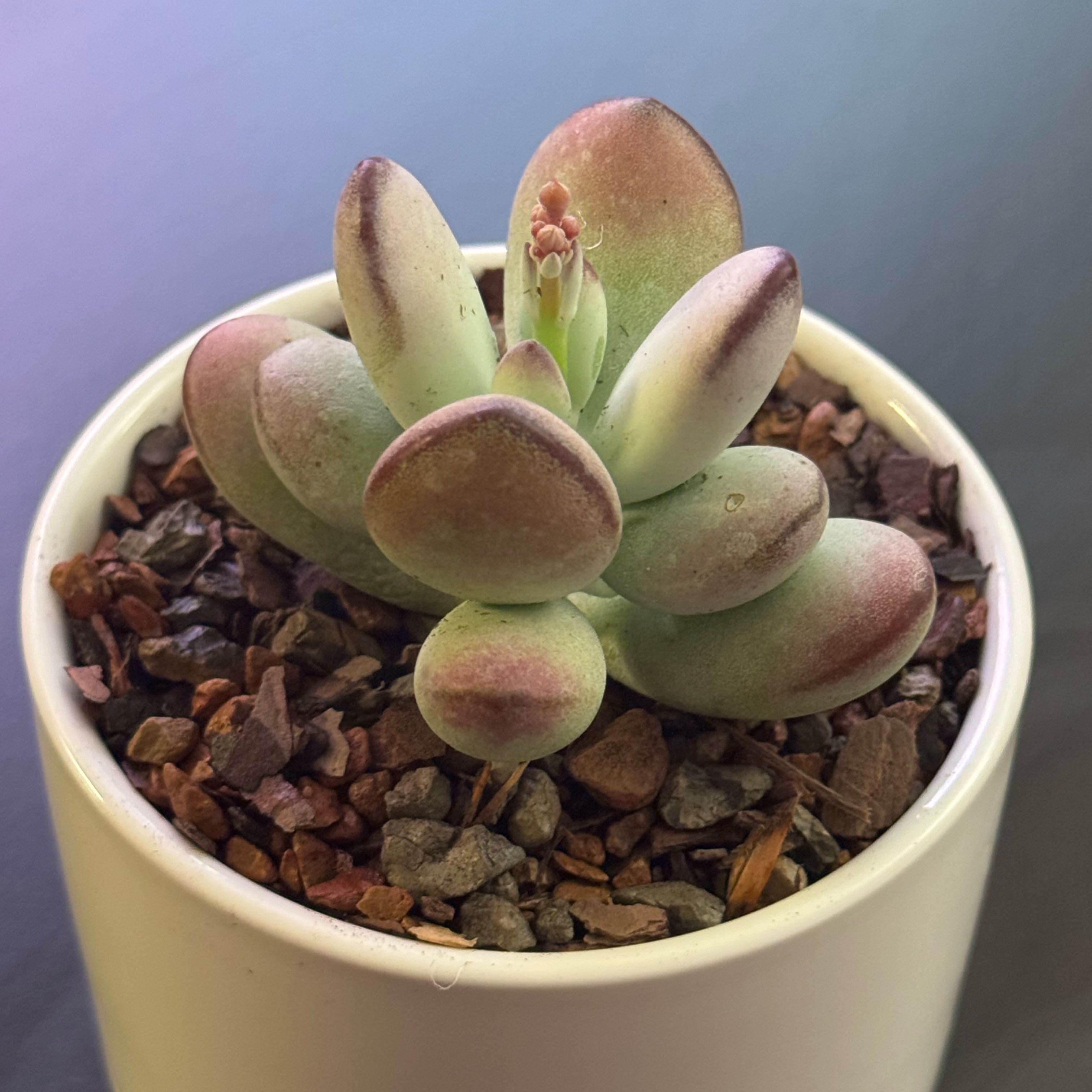 Photo of the plant species Unicorn plant by @tenderoni named edith on Greg, the plant care app