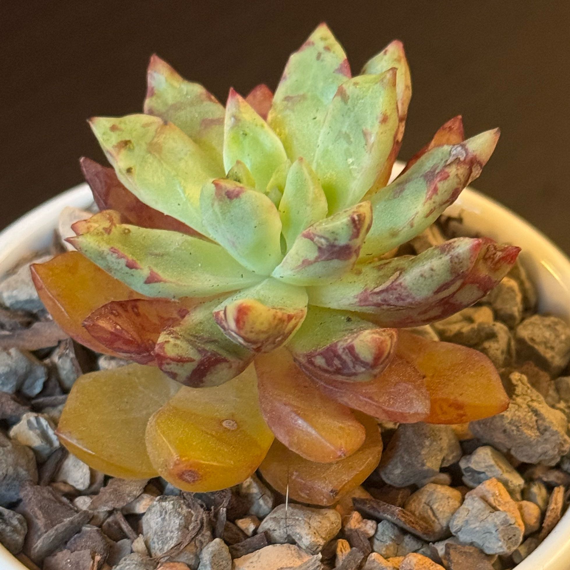 Photo of the plant species Bloody Yan by @tenderoni named florence on Greg, the plant care app
