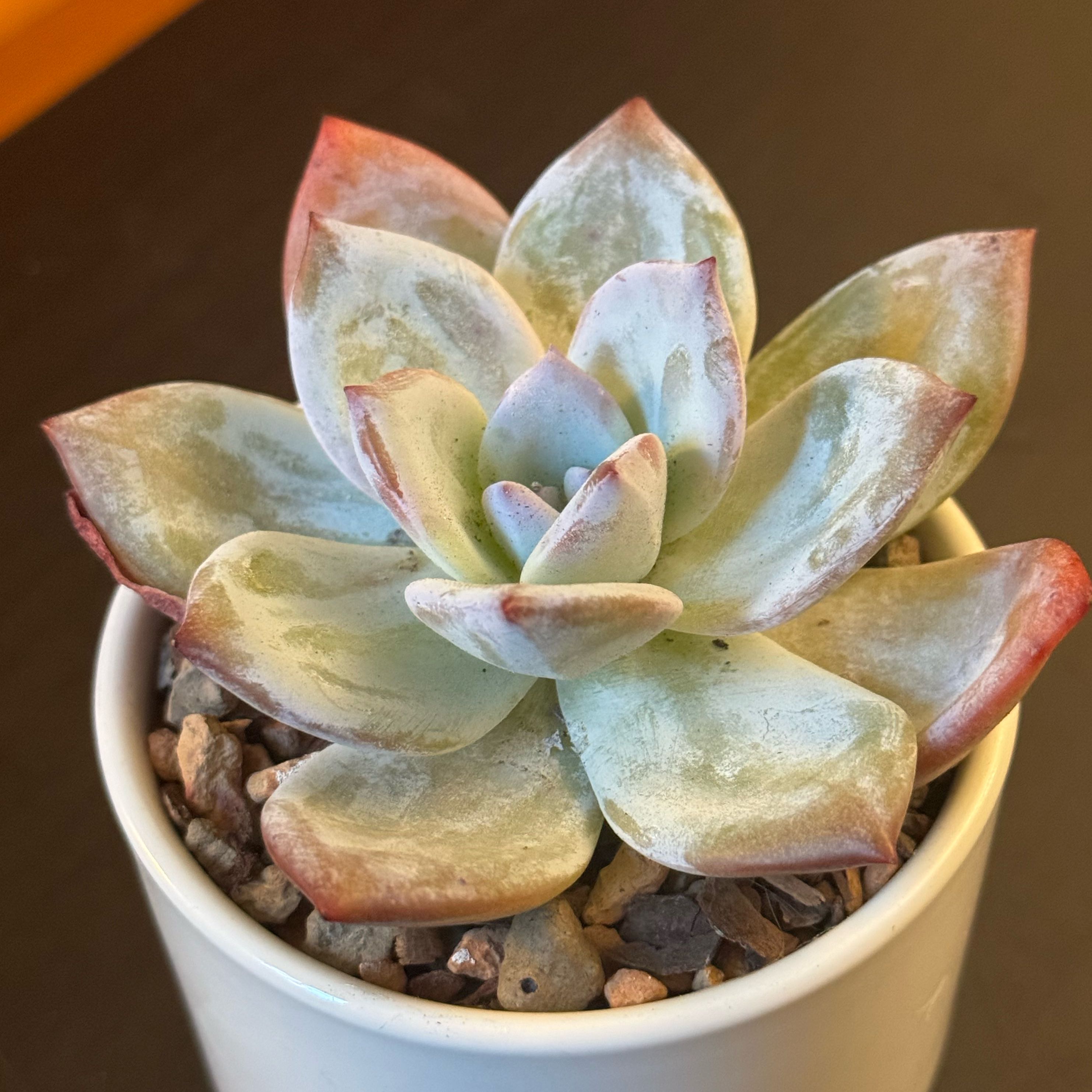 Photo of the plant species Blue Fairy Echeveria by @tenderoni named betty on Greg, the plant care app