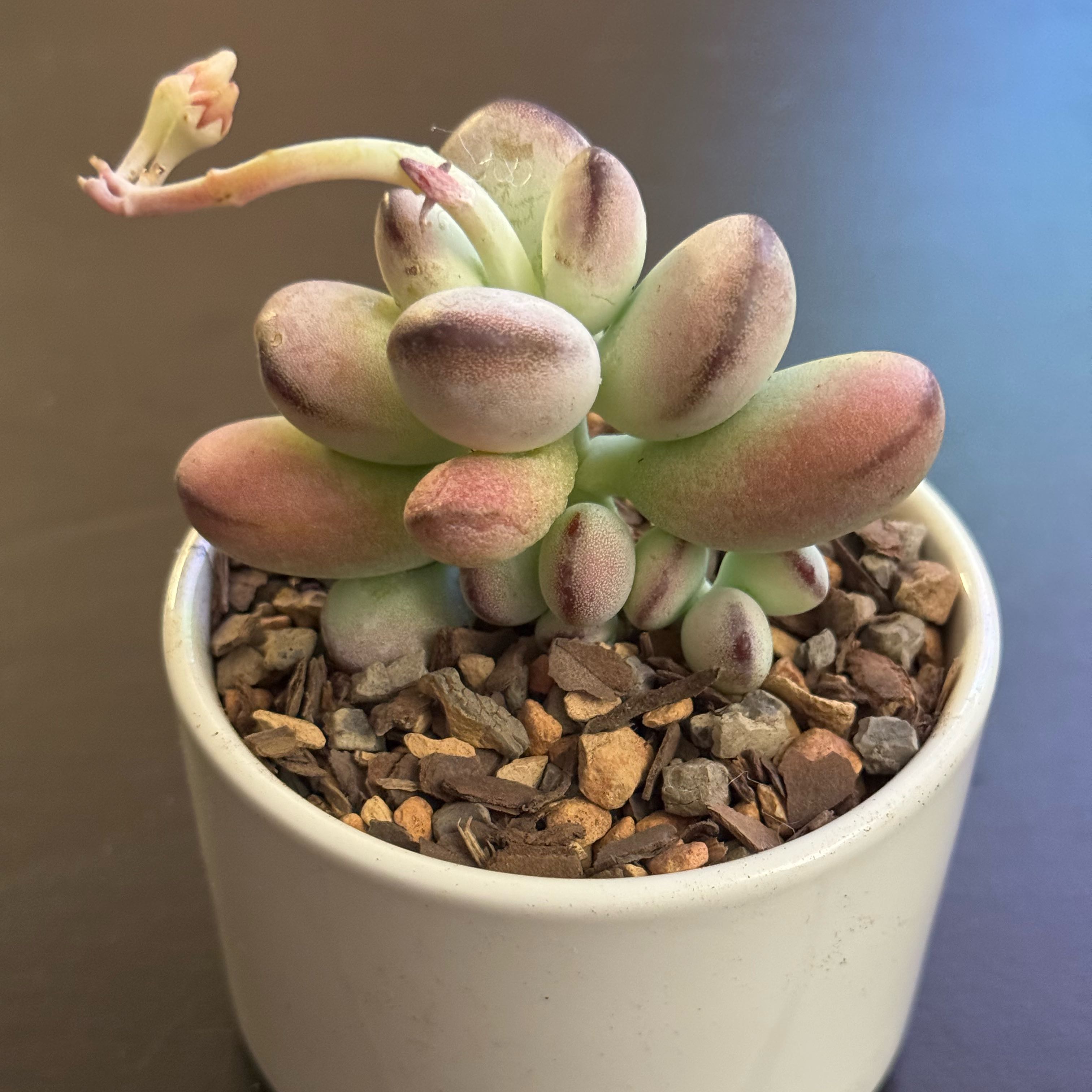Photo of the plant species Unicorn plant by @tenderoni named tammy on Greg, the plant care app