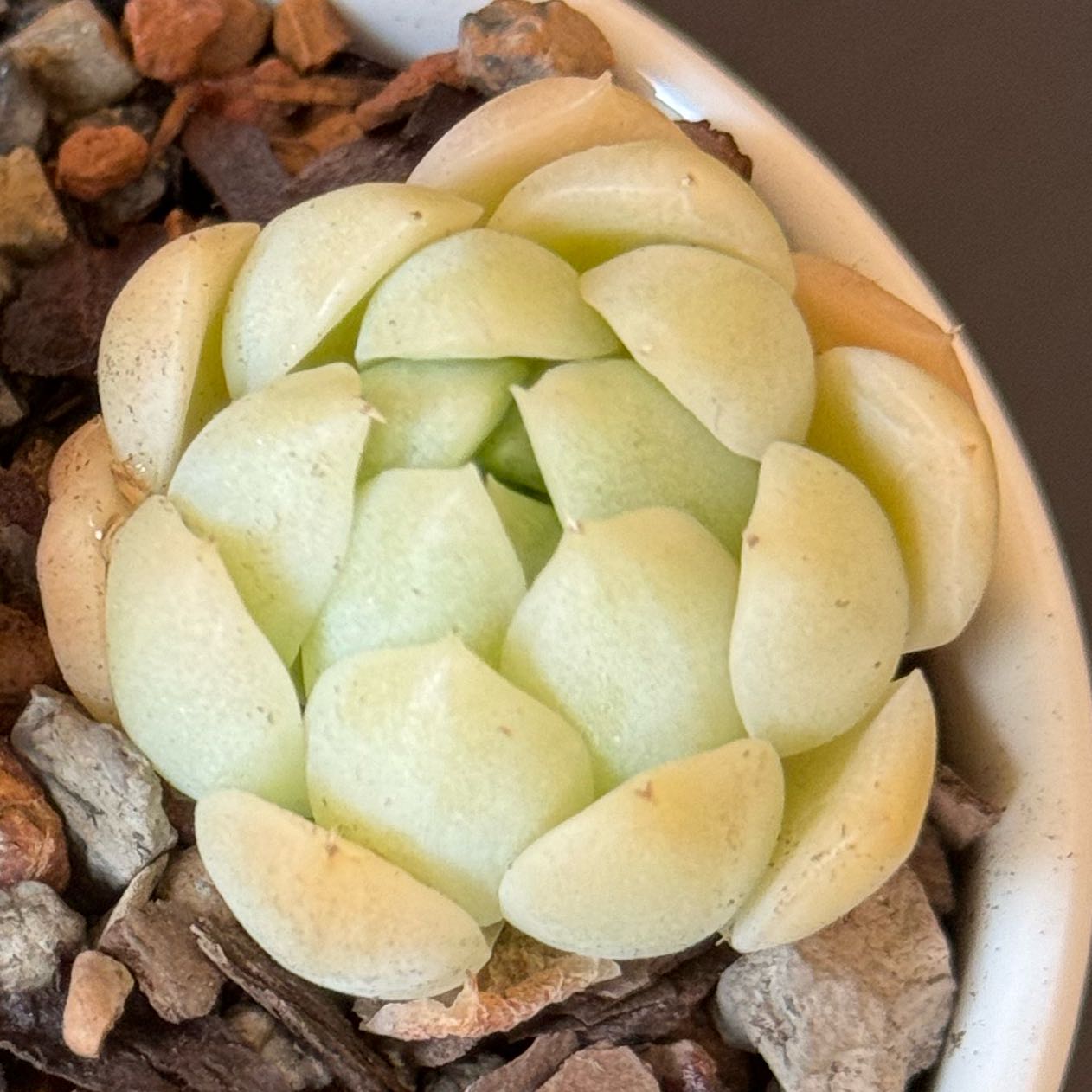 Photo of the plant species White Elegans by @tenderoni named eleanor on Greg, the plant care app