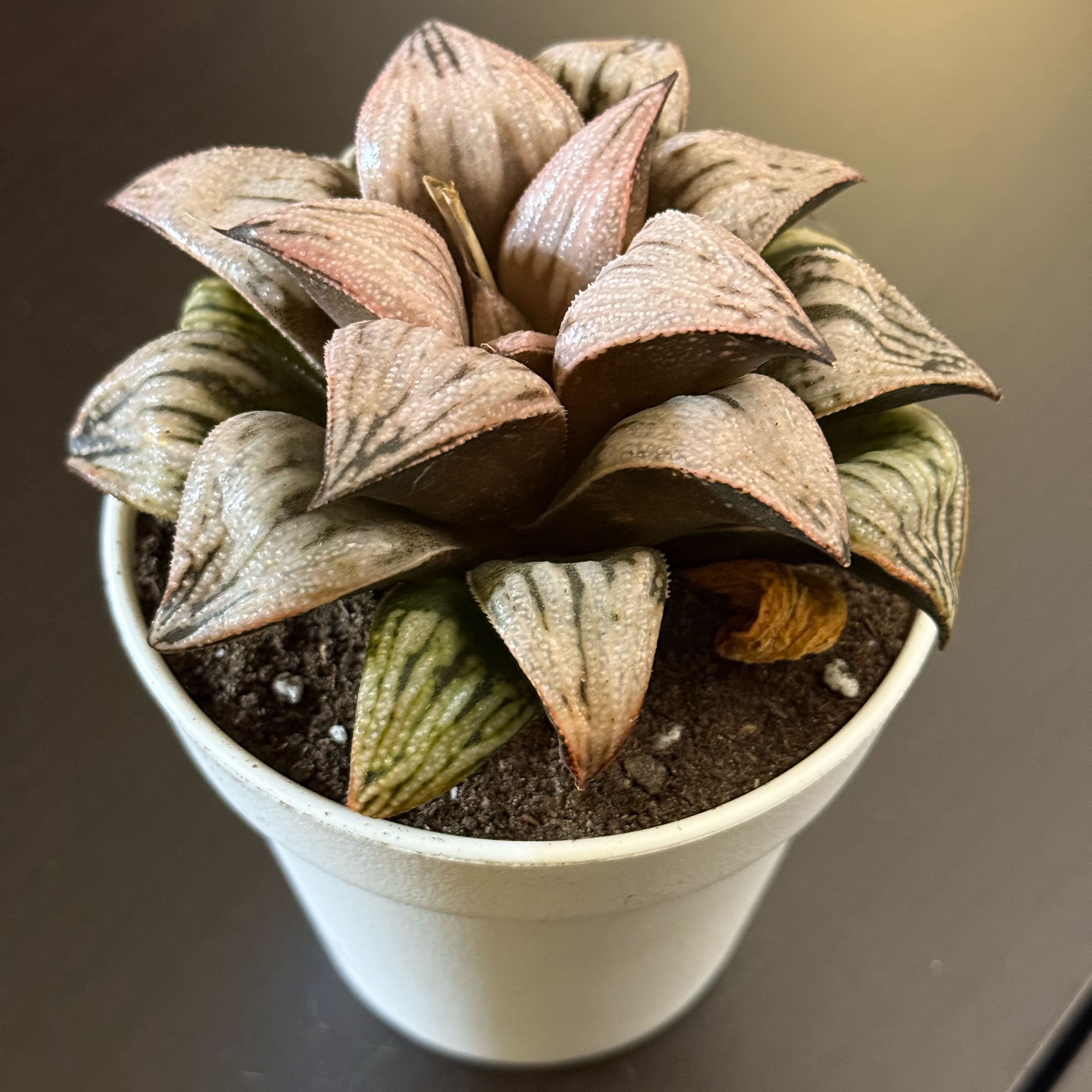 Photo of the plant species Haworthia emelyae by @tenderoni named jacqueline on Greg, the plant care app