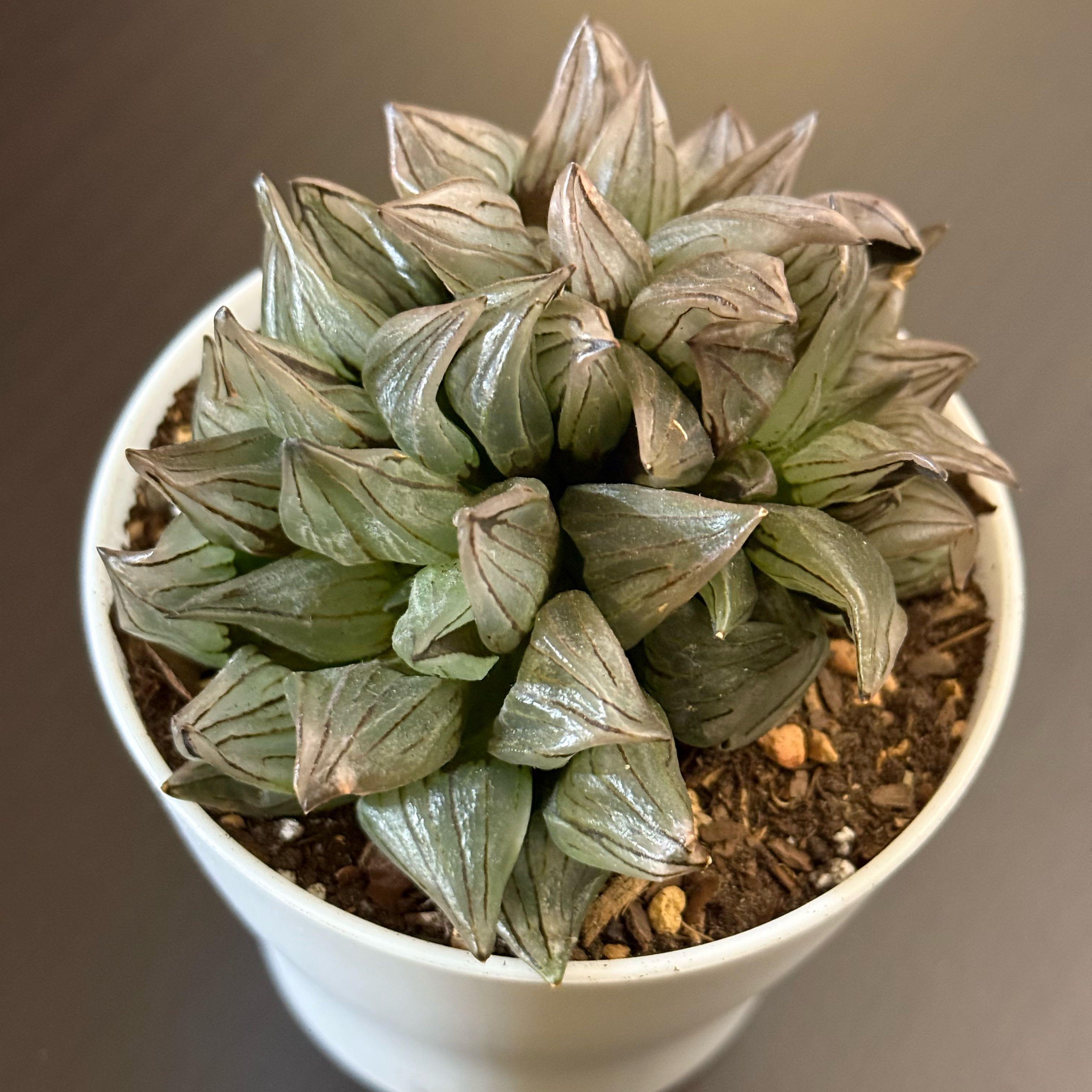 Photo of the plant species Haworthia magnifica by @tenderoni named pamela on Greg, the plant care app
