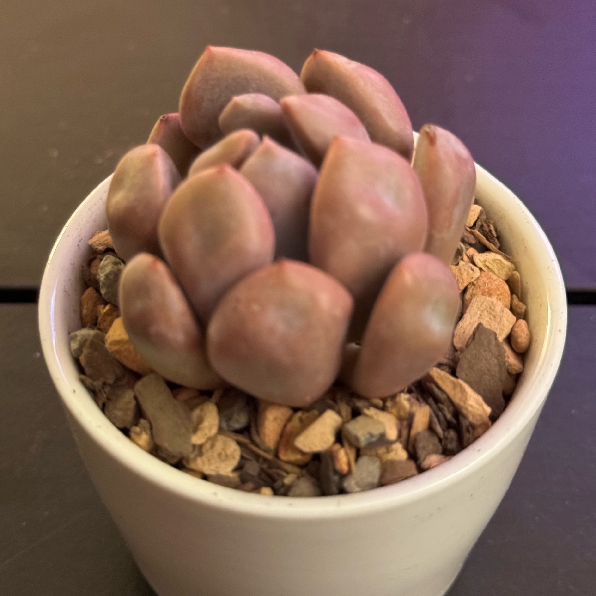Photo of the plant species Echeveria Cupid by @tenderoni named margaret on Greg, the plant care app