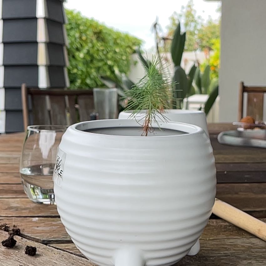 Photo of the plant species Mexican Weeping Pine by @KnightSandrose named Michelangelo on Greg, the plant care app