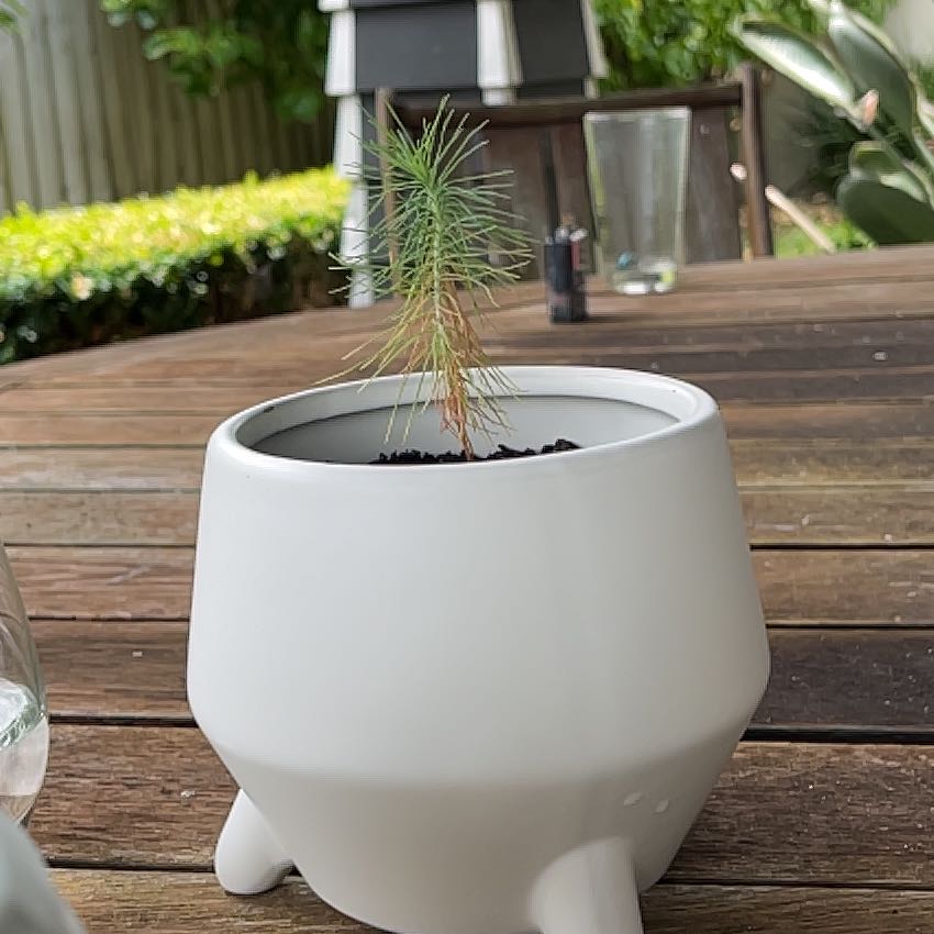 Photo of the plant species Mexican Weeping Pine by @KnightSandrose named Leonardo on Greg, the plant care app