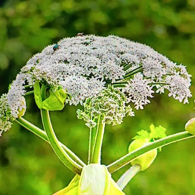 Photo of the plant species Eltrot by @TalentedBlueelf named Muhammad Ali on Greg, the plant care app