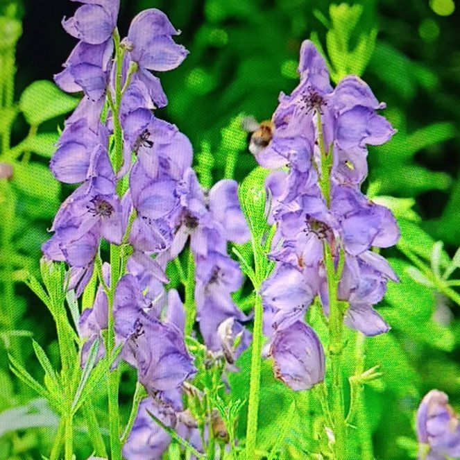 Photo of the plant species Monkshood by @TalentedBlueelf named Leonardo on Greg, the plant care app