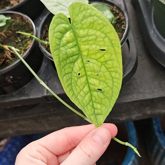 Photo of the plant species Variegated Spiderman Amydrium by @LePurpleGiraffe named Lavender on Greg, the plant care app