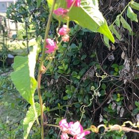 Photo of the plant species Coral Vine by @SuppleEggplant named Stella on Greg, the plant care app