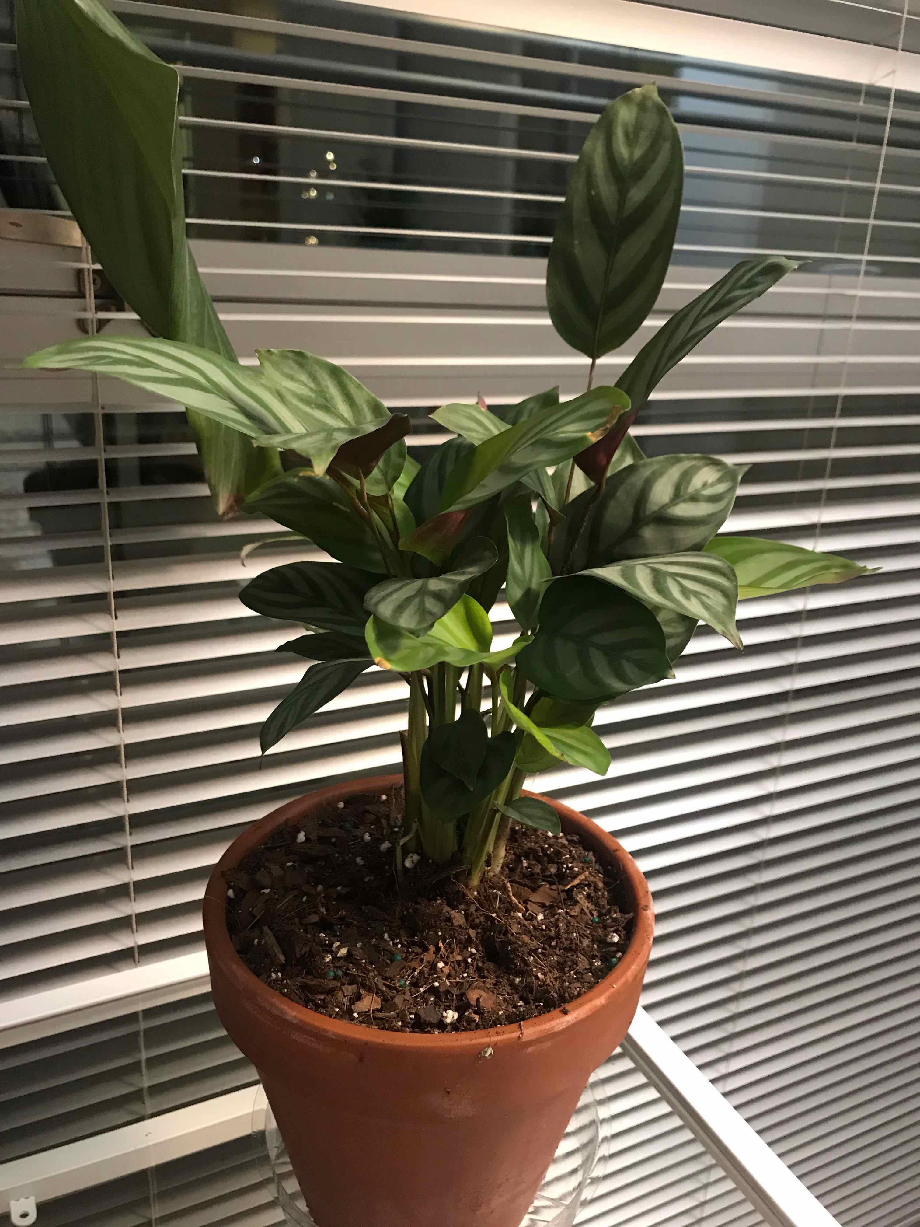 Potted Never Never Plant with healthy green patterned leaves near a window.