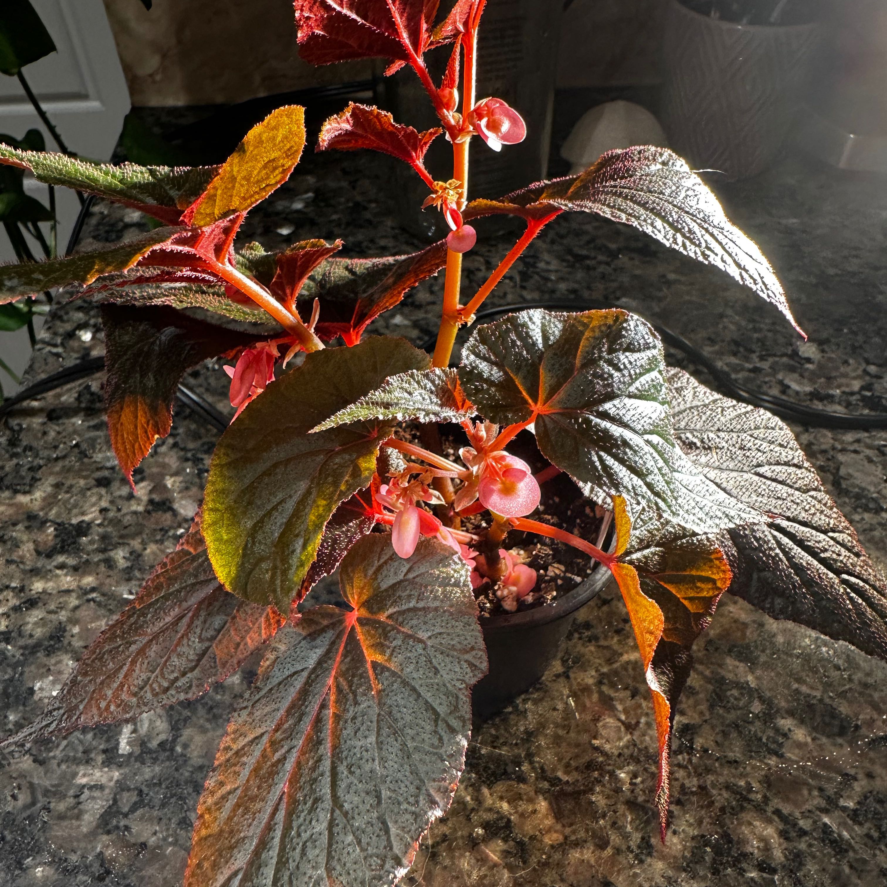 Photo of the plant species Begonia 'Burning Bush' by @BackupSeaspurge named Gates on Greg, the plant care app