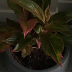 Plant care for Red Beets on Greg, the plant care app