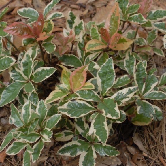 Photo of the plant species Japanese Ardisia by @naturesplants named Beauty on Greg, the plant care app